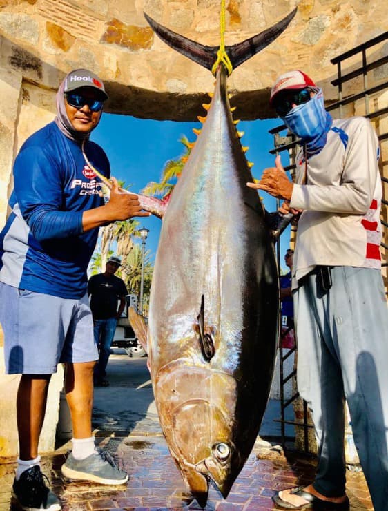 Trophy yellowfin tuna hung at the dock